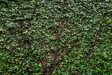 The Green creeping plant in wall of house