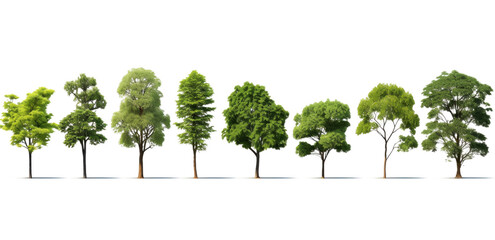 A row of trees with different sizes and shapes