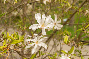 Star magnolia or Magnolia Stellata plant in Zurich in Switzerland
