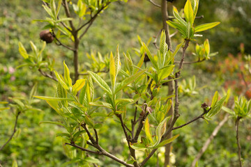 Common medlar or Mespilus Germanica plant in Zurich in Switzerland