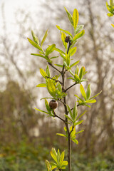 Common medlar or Mespilus Germanica plant in Zurich in Switzerland