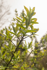 Common medlar or Mespilus Germanica plant in Zurich in Switzerland