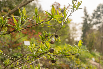 Common medlar or Mespilus Germanica plant in Zurich in Switzerland