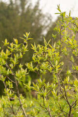 Common medlar or Mespilus Germanica plant in Zurich in Switzerland