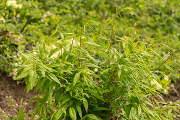 Prinsepia Sinensis plant in Zurich in Switzerland