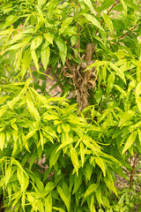 Prinsepia Sinensis plant in Zurich in Switzerland
