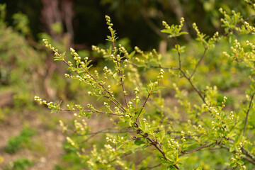 Exochorda Korolkowii plant in Zurich in Switzerland