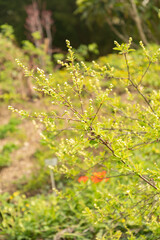 Exochorda Korolkowii plant in Zurich in Switzerland