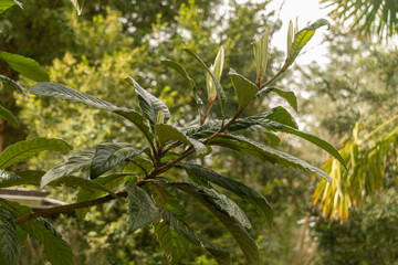 Loquat or Eriobotrya Japonica plant in Zurich in Switzerland