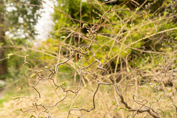 Common hazel or Corylus Avellana tree in Zurich in Switzerland