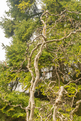 Common hazel or Corylus Avellana tree in Zurich in Switzerland
