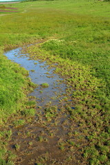 A stream of water in a grassy field