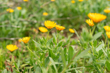 Field marigold or Calendula Arvensis plant in Zurich in Switzerland