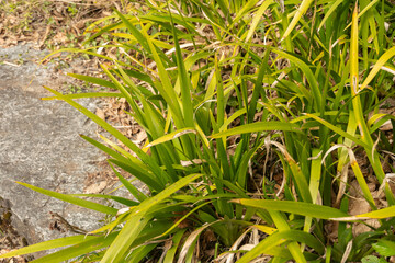 Stinking iris or Iris Foetidissima plant in Zurich in Switzerland