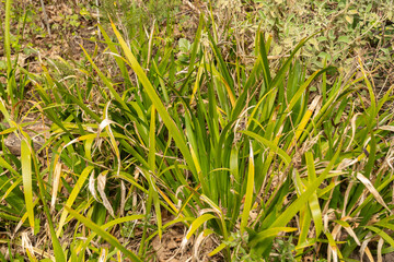 Stinking iris or Iris Foetidissima plant in Zurich in Switzerland