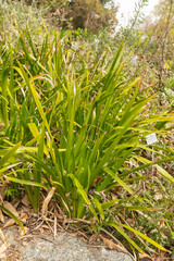 Stinking iris or Iris Foetidissima plant in Zurich in Switzerland