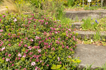 Daphne Sericea plant in Zurich in Switzerland