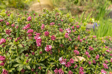 Daphne Sericea plant in Zurich in Switzerland