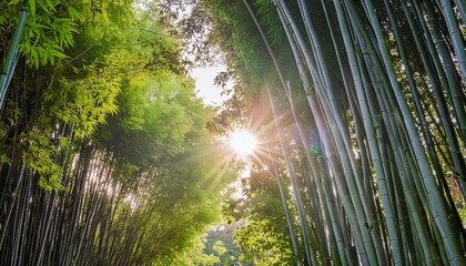 sunlght peeks through dense bamboo