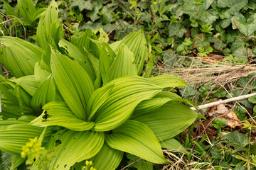 Obraz premium Black false hellebore or Veratrum Nigrum plant in Zurich in Switzerland