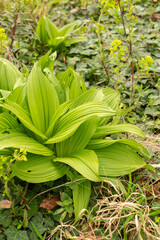 Obraz premium Black false hellebore or Veratrum Nigrum plant in Zurich in Switzerland