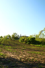 Obraz premium A green bush in a field