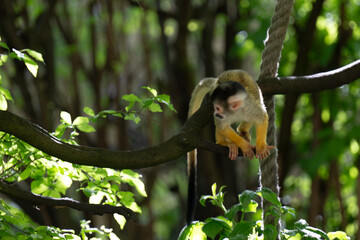 Gibbon Monkey in the tree