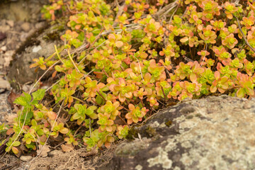 Sedum Kimnachii plant in Zurich in Switzerland