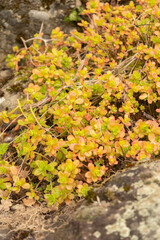 Sedum Kimnachii plant in Zurich in Switzerland
