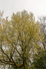 Box elder or Acer Negundo tree in Zurich in Switzerland