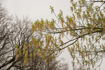 Box elder or Acer Negundo tree in Zurich in Switzerland
