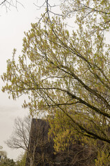 Box elder or Acer Negundo tree in Zurich in Switzerland