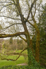 Box elder or Acer Negundo tree in Zurich in Switzerland