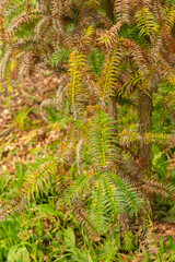Cunninghamia Lanceolata plant in Zurich in Switzerland