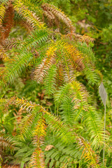 Cunninghamia Lanceolata plant in Zurich in Switzerland