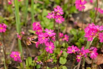 Rosy primrose or Primula Rosea flowers in Zurich in Switzerland