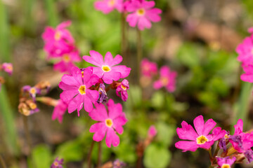 Rosy primrose or Primula Rosea flowers in Zurich in Switzerland