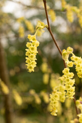 Corylopsis Himalayana plant in Zurich in Switzerland