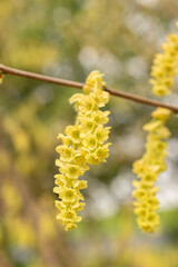 Corylopsis Himalayana plant in Zurich in Switzerland