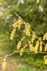 Corylopsis Himalayana plant in Zurich in Switzerland