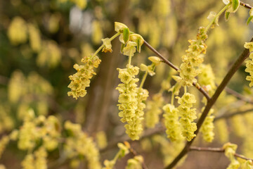 Corylopsis Himalayana plant in Zurich in Switzerland