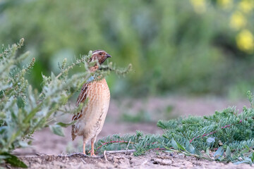 wild Common quail (Coturnix Coturnix)  