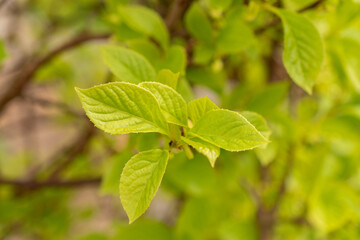 Magnolia berry or Schisandra Chinensis plant in Zurich in Switzerland