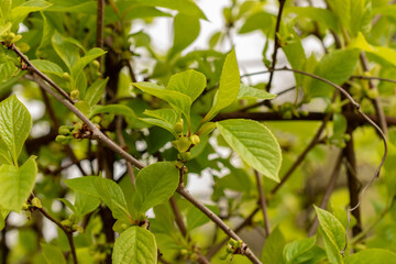 Magnolia berry or Schisandra Chinensis plant in Zurich in Switzerland