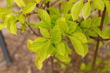 Magnolia berry or Schisandra Chinensis plant in Zurich in Switzerland