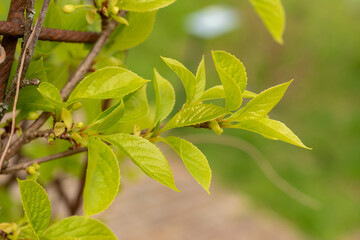Magnolia berry or Schisandra Chinensis plant in Zurich in Switzerland