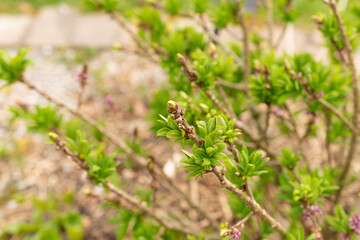 Daphne Mezereum plant in Zurich in Switzerland