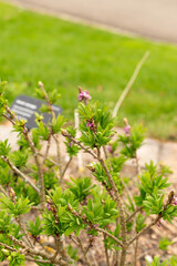 Daphne Mezereum plant in Zurich in Switzerland