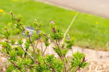 Daphne Mezereum plant in Zurich in Switzerland