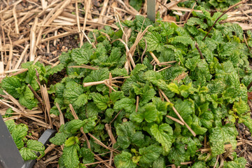 Lemon balm or Melissa Officinalis plant in Zurich in Switzerland